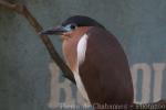 Rufous night-heron