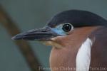 Rufous night-heron