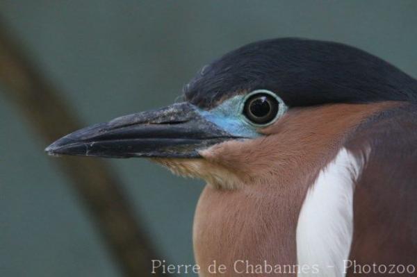 Rufous night-heron