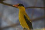 Black-naped oriole