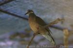 Short-billed brown-dove