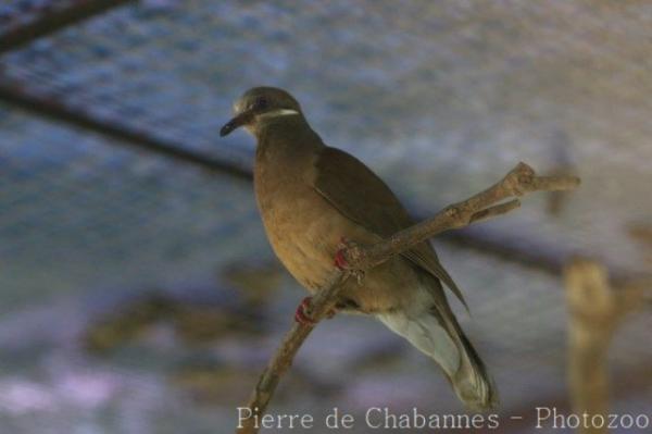 Short-billed brown-dove