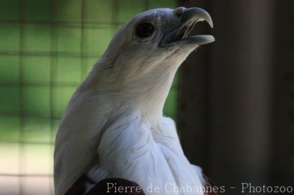 Brahminy kite