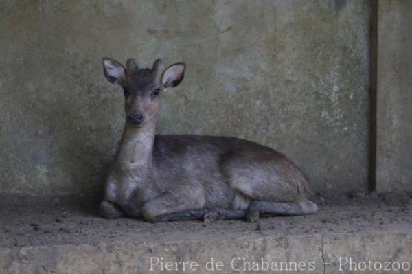 Luzon brown deer