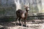 Luzon brown deer