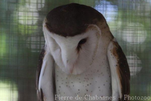 Eastern grass owl