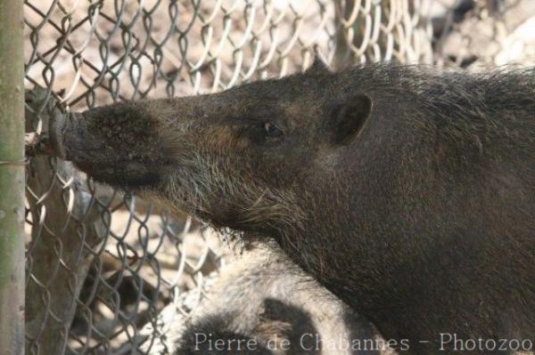 Palawan bearded pig