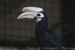 Palawan hornbill