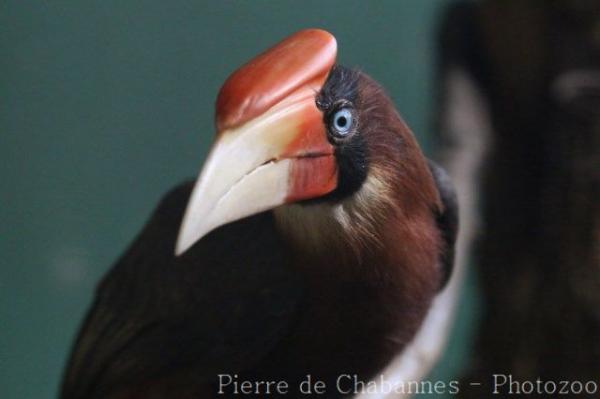 Southern rufous hornbill