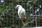Philippine cockatoo