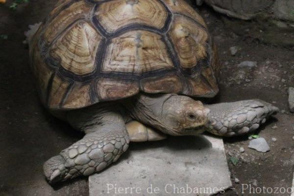 African spurred tortoise