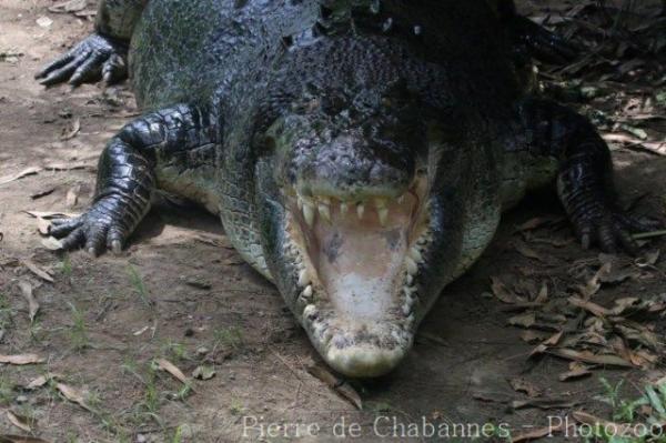 Saltwater crocodile