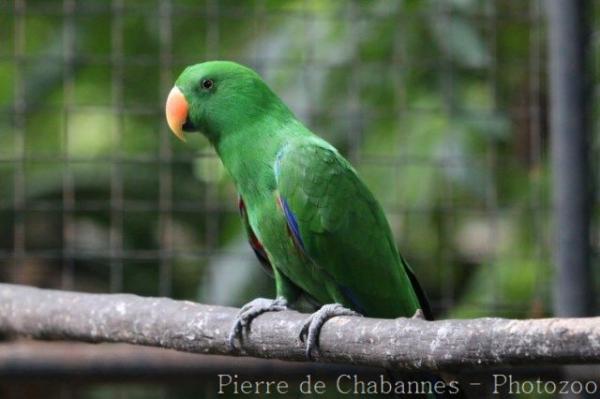 Eclectus parrot