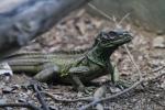 Philippine sailfin lizard