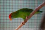 Philippine hanging-parrot