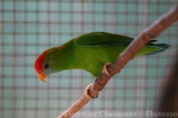 Philippine hanging-parrot