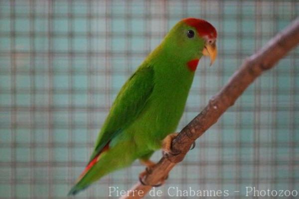 Philippine hanging-parrot