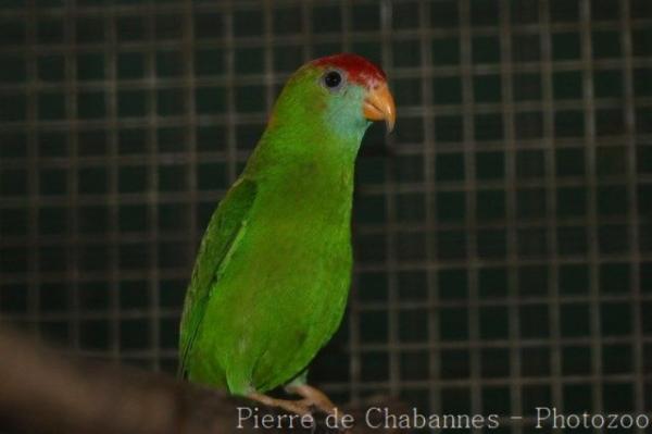 Philippine hanging-parrot