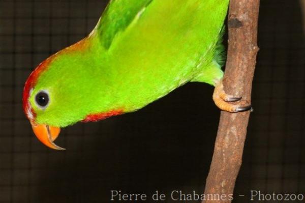 Philippine hanging-parrot