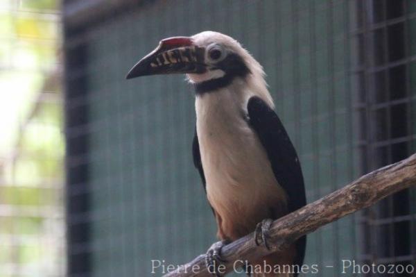 Visayan hornbill