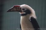 Visayan hornbill