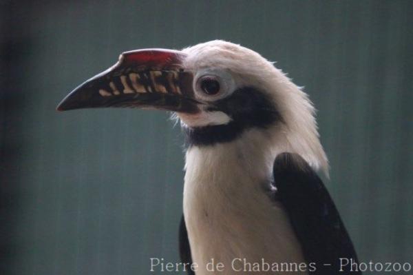 Visayan hornbill