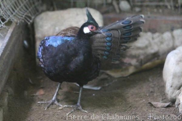 Palawan peacock-pheasant