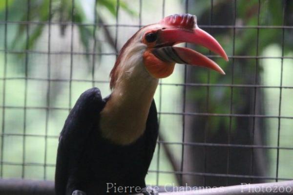 Writhed hornbill