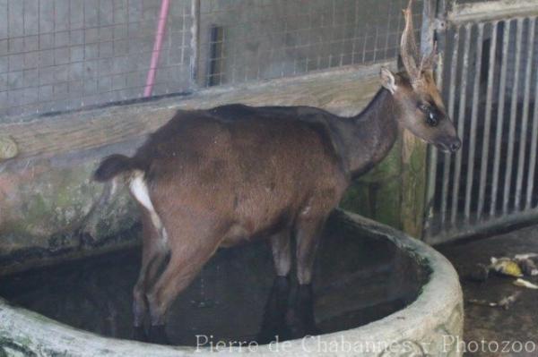 Mindanao brown deer