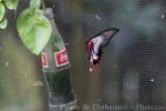 Scarlet mormon