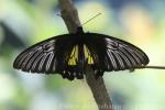 Philippine golden birdwing