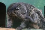 Palawan binturong