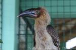 Southern rufous hornbill