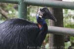 Dwarf cassowary