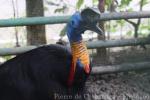 Northern cassowary