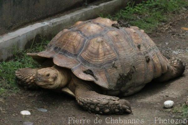 African spurred tortoise