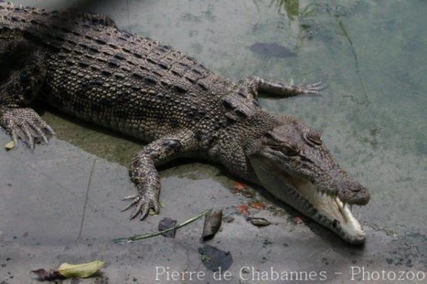 Philippine crocodile