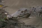 Saltwater crocodile