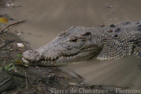 Saltwater crocodile