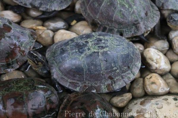 South-east Asian box turtle