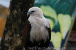 Brahminy kite