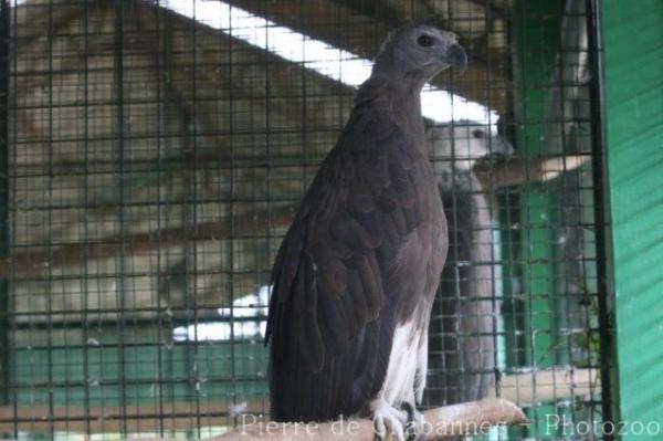 Grey-headed fish-eagle