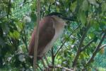 Rufous night-heron