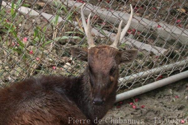 Mindanao brown deer