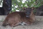 Mindanao brown deer