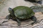 Red-eared slider