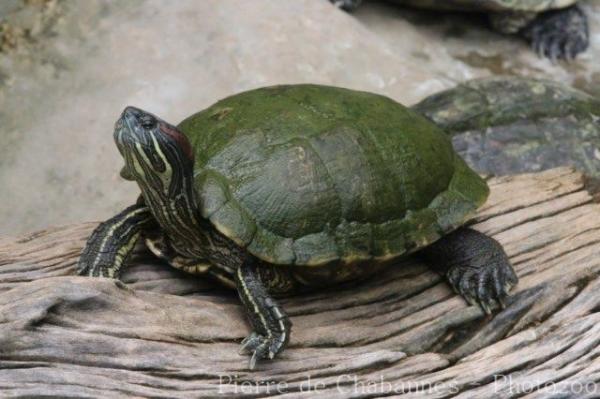 Red-eared slider