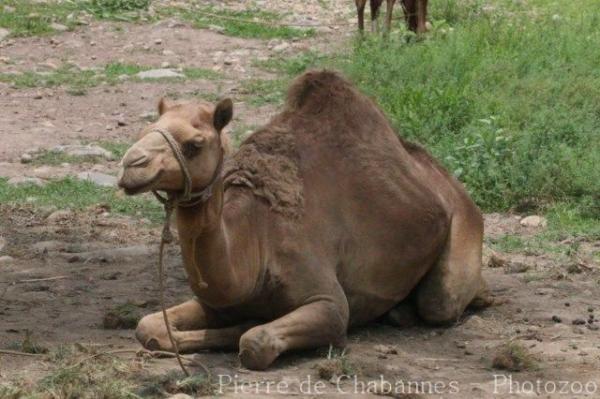 Dromedary camel