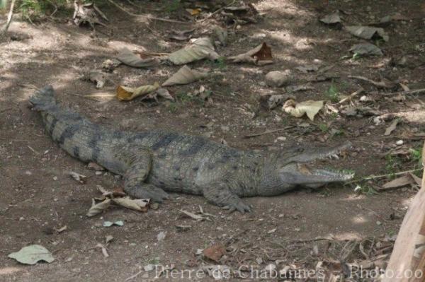 Philippine crocodile