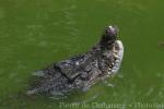 Philippine crocodile